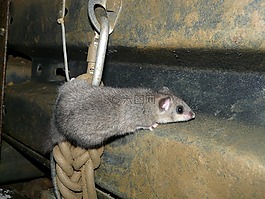食用榛,嚙齒動物,格利思格利思