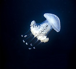 水下,性質(zhì),魚