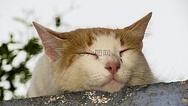 貓,休息,屋頂