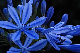 花,藍(lán)色,性質(zhì)