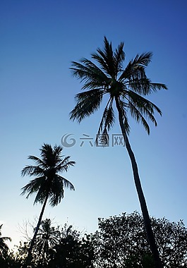 棕櫚樹(shù),藍(lán)藍(lán)的天空,天空