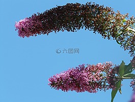 鮮花,花序,粉紅色