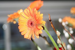 橙色,雛菊,花