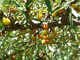 漿果,水果,帶動