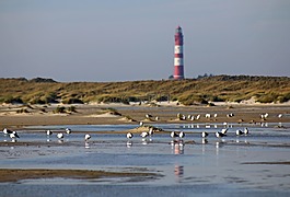 燈塔,海鷗,水