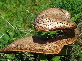 豬苓額骨秸稈,蘑菇,樹菌