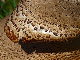 規(guī)模,蘑菇,樹菌