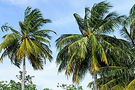 棕櫚樹,藍(lán)藍(lán)的天空,天空