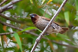 野生動物,鳥,自然