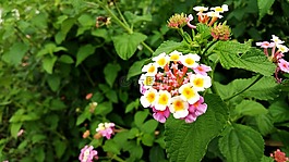 多彩,花,花瓣
