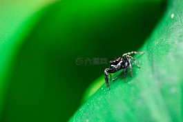 蜘蛛,昆蟲,戶外
