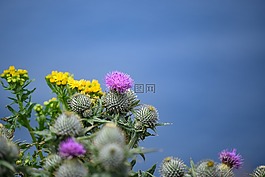 標題,海,花卉