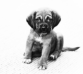 小狗,狗,動物