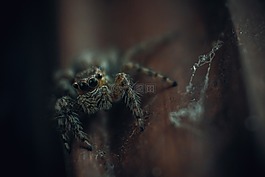爬行,動物,昆蟲