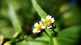 黃色,鮮花,綠色