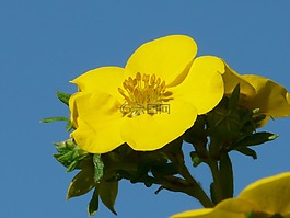 花,黃色,關閉
