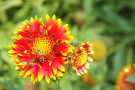 花,特寫,蜜蜂