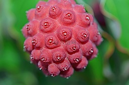 亞洲茱萸,水果,紅色