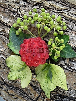 亞洲茱萸,水果,紅色