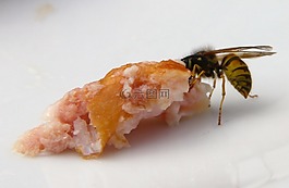 黃蜂,昆蟲,動物