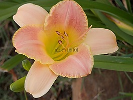 美丽,桃,百合