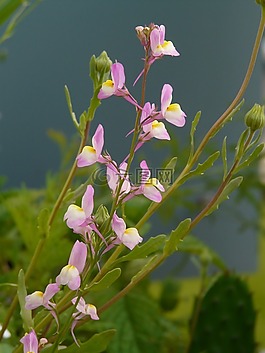 夏季 toadflax,路边 toadflax,鲜花