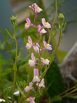 夏季 toadflax,路边 toadflax,鲜花