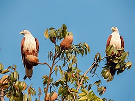 鷹,鳥,坐在鳥