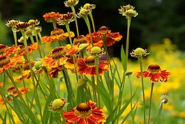 sneezeweed,花,橙色