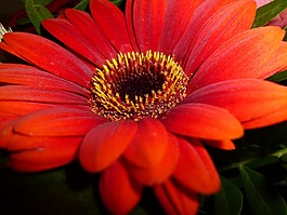 開花,花,性質(zhì)