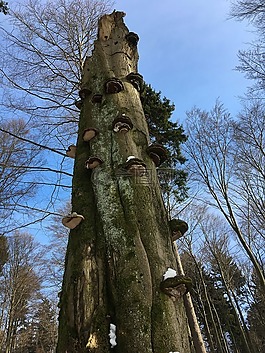 樹(shù),樹(shù)菌,baumschwamm