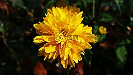 花,黃色,花卉