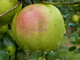 蘋果,水果,雨