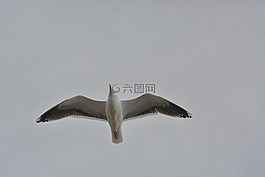 海鷗,鳥,海鳥
