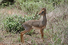迪迪,肯尼亞,野生動物園
