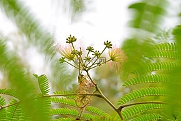 植物,樹,異國情調(diào)
