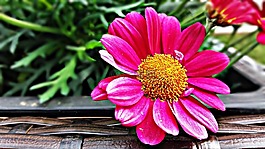 花,蚱蜢,雛菊