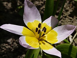 春天,性質(zhì),開花