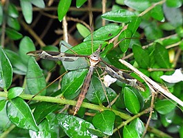 schnake,昆虫,翼