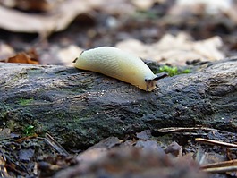 蝸牛,白化,白
