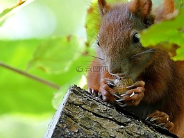動物,松鼠,樹