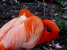 火烈鳥,鳥,動物