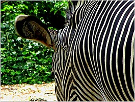 斑馬,動(dòng)物園,條紋