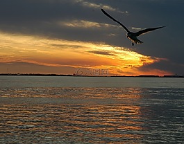 日落,海洋,海