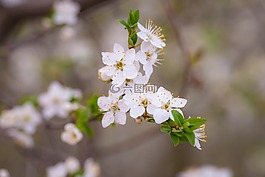 白,花瓣,花
