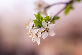 白,花瓣,花