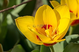 郁金香,花,鮮花