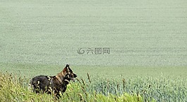 德國(guó)牧羊犬,灰色,字段
