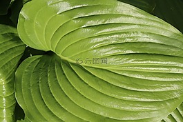 葉子,綠色,horsta