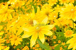 花,黃色,盛開(kāi)